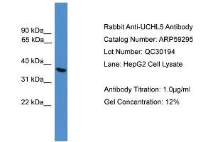 WB Suggested Anti-UCHL5  Antibody Titration: 0. (UCHL5 anticorps  (C-Term))