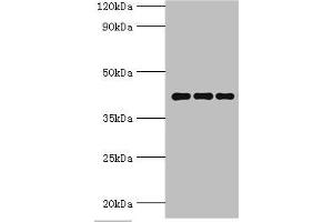 Western blot All lanes: Peptidyl-prolyl cis-trans isomerase D antibody at 9 μg/mL Lane 1: Mouse brain tissue Lane 2: A549 whole cell lysate Lane 3: MCF-7 whole cell lysate Secondary Goat polyclonal to rabbit IgG at 1/10000 dilution Predicted band size: 41 kDa Observed band size: 41 kDa (PPID anticorps  (AA 161-370))