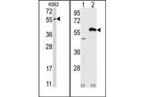 Image no. 1 for anti-Ubiquilin 1 (UBQLN1) (Middle Region) antibody (ABIN357612) (Ubiquilin 1 anticorps  (Middle Region))