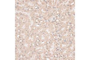 Immunohistochemistry of paraffin-embedded mouse kidney using GPKOW antibody.