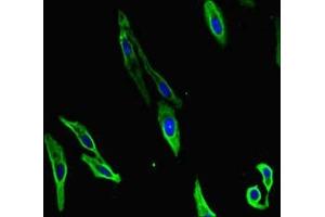 Immunofluorescent analysis of Hela cells using ABIN7155449 at dilution of 1:100 and Alexa Fluor 488-congugated AffiniPure Goat Anti-Rabbit IgG(H+L)