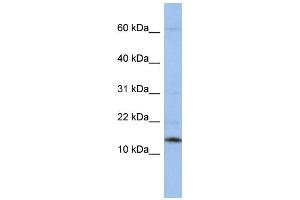 WB Suggested Anti-SNRPD2 Antibody Titration:  0. (SNRPD2 anticorps  (Middle Region))