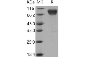 Western Blotting (WB) image for Inducible T-Cell Co-Stimulator Ligand (ICOSLG) (Active) protein (His tag,Fc Tag) (ABIN7196187)