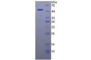 SDS-PAGE analysis of Chicken Interferon alpha Protein.