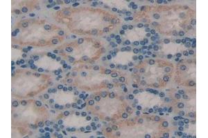 DAB staining on IHC-P; Samples: Human Kidney Tissue (TOR3A anticorps  (AA 125-374))