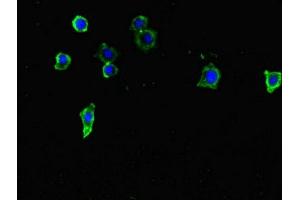 Immunofluorescent analysis of HepG2 cells using ABIN7171786 at dilution of 1:100 and Alexa Fluor 488-congugated AffiniPure Goat Anti-Rabbit IgG(H+L) (FAM46C anticorps  (AA 1-391))
