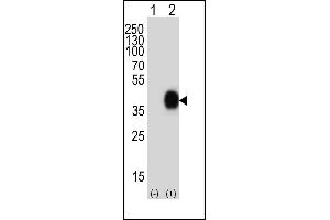 Western blot analysis of lysate from 293 cell lysates (2 μg/lane) either nontransfected (Lane 1) or transiently transfected (Lane 2) with the CD38 gene using CD38 Antibody (C-term) (ABIN389405 and ABIN2839493). (CD38 anticorps  (C-Term))