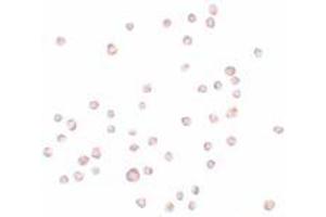 Immunohistochemistry (IHC) image for anti-Kelch-Like 25 (KLHL25) (Middle Region) antibody (ABIN1030925) (KLHL25 anticorps  (Middle Region))