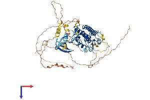 AlphaFold protein structure predicition of Human Recombinant TESK2 Protein, UniprotID Q96S53