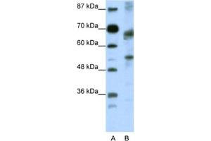 Western Blotting (WB) image for anti-Transcription Factor 12 (TCF12) antibody (ABIN2461686) (TCF12 anticorps)