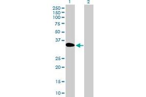 Western Blot analysis of DOK3 expression in transfected 293T cell line by DOK3 MaxPab polyclonal antibody. (DOK3 anticorps  (AA 1-330))