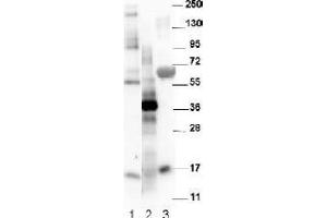Image no. 1 for anti-Growth Differentiation Factor 15 (GDF15) (C-Term) antibody (ABIN452672) (GDF15 anticorps  (C-Term))