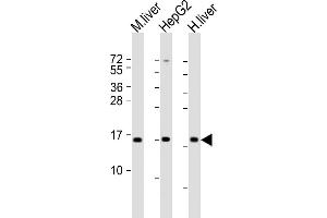 All lanes : Anti-CYB5A Antibody (Center) at 1:2000 dilution Lane 1: mouse liver lysate Lane 2: HepG2 lysate Lane 3: human liver lysate Lysates/proteins at 20 μg per lane.