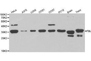 Western blot analysis of extracts of various cell lines, using FBL antibody. (Fibrillarin anticorps)
