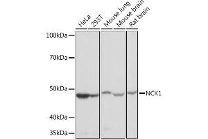 Western blot analysis of extracts of various cell lines, using NCK11 Rabbit mAb (ABIN7268834) at 1:1000 dilution. (NCK1 anticorps)