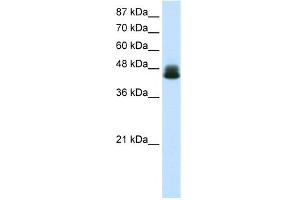 WB Suggested Anti-ZNF785 Antibody Titration:  0. (ZNF785 anticorps  (N-Term))
