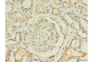 Immunohistochemistry of paraffin-embedded human kidney tissue using ABIN7157768 at dilution of 1:100 (AADAT anticorps  (AA 30-425))