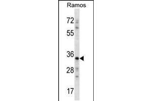 Western blot analysis in Ramos cell line lysates (35ug/lane). (NDN anticorps  (N-Term))