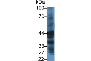 Detection of HPD in Human Liver lysate using Polyclonal Antibody to 4-Hydroxyphenylpyruvate Dioxygenase (HPD) (HPD anticorps  (AA 2-393))