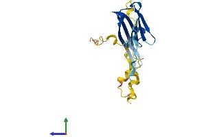 AlphaFold protein structure predicition of Human Recombinant CRYAA Protein, UniprotID P02489