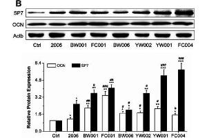 Effects of ODNs on osteogenic differentiation gene expression. (COL1A2 anticorps  (AA 500-600))