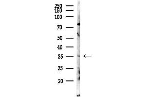 Western blot analysis of lysates from Mouse testis, using OR2G6 Antibody at 1/1000 dilution.