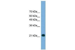 MYL4 antibody used at 0. (MYL4 anticorps  (N-Term))