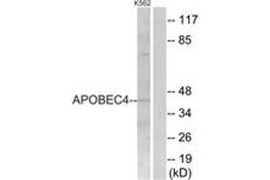 Western blot analysis of extracts from K562 cells, using APOBEC4 Antibody. (APOBEC4 anticorps  (AA 309-358))