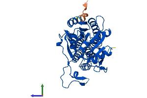 AlphaFold protein structure predicition of Human Recombinant MRI1 Protein, UniprotID Q9BV20