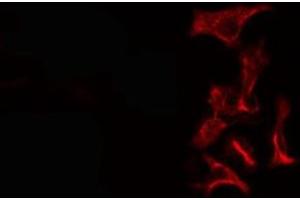 ABIN6276370 staining Hela cells by IF/ICC. (TGFA anticorps  (C-Term))