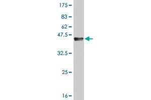 Western Blot detection against Immunogen (37.