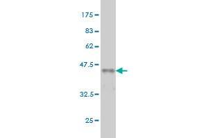 Western Blot detection against Immunogen (36.