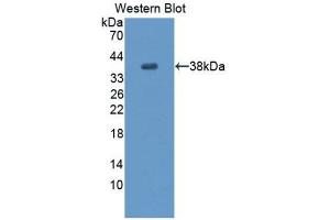 Western Blotting (WB) image for anti-Endothelial PAS Domain Protein 1 (EPAS1) (AA 24-348) antibody (ABIN1176140) (EPAS1 anticorps  (AA 24-348))