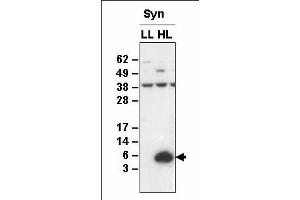 Western blot analysis of membrane proteins from Synechocystis sp. (HliA anticorps)
