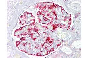 Anti-ACVR1 antibody IHC of human kidney.