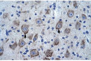 Immunohistochemical staining (Formalin-fixed paraffin-embedded sections) of human brain with KCTD13 polyclonal antibody . (KCTD13 anticorps  (AA 26-75))