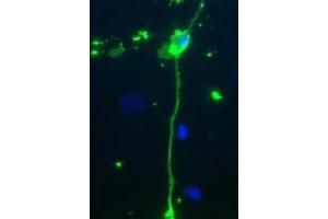 Immunofluorescence - MBP Antibody Immunofluorescence Microscopy of Chicken Anti-Myelin Basic Protein (MBP) Antibody.