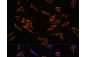 Immunofluorescence analysis of L929 cells using RPS17 Polyclonal Antibody at dilution of 1:100. (RPS17 anticorps)