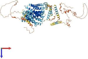 AlphaFold protein structure predicition of Mouse Recombinant Slc9a1 Protein, UniprotID Q61165