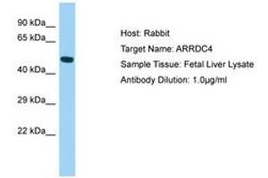 Image no. 1 for anti-Arrestin Domain Containing 4 (ARRDC4) (N-Term) antibody (ABIN6750026) (ARRDC4 anticorps  (N-Term))