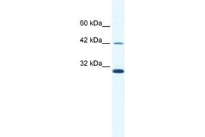 ApoBEC3G antibody used at 2. (APOBEC3G anticorps  (N-Term))