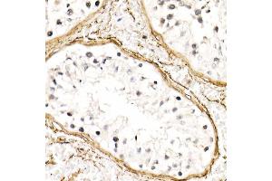 Immunohistochemistry of paraffin-embedded human testis using FBN1 Rabbit pAb (ABIN7267176) at dilution of 1:50 (40x lens).