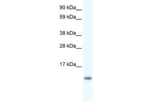 Western Blotting (WB) image for anti-FXYD Domain Containing Ion Transport Regulator 5 (FXYD5) antibody (ABIN2461574) (FXYD5 anticorps)