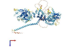 AlphaFold protein structure predicition of Human Recombinant TRPM4 Protein, UniprotID Q8TD43