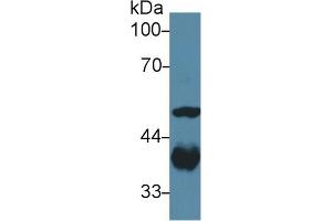 Detection of ALDOA in Human Liver lysate using Polyclonal Antibody to Aldolase A, Fructose Bisphosphate (ALDOA)