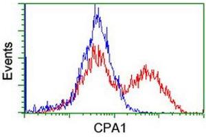 Image no. 4 for anti-Carboxypeptidase A1 (Pancreatic) (CPA1) antibody (ABIN1497589) (CPA1 anticorps)