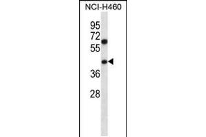 Western blot analysis in NCI-H460 cell line lysates (35ug/lane). (PUS1 anticorps  (C-Term))