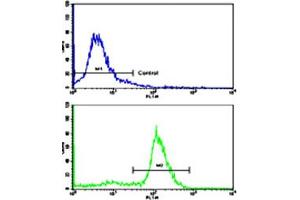 Flow cytometric analysis of ATDC5 cells using ALDH5A1 polyclonal antibody (bottom histogram) compared to a negative control cell (top histogram). (ALDH5A1 anticorps  (N-Term))