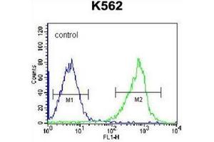 Flow cytometric analysis of K562 cells using  GSTM5 Antibody (N-term) Cat. (GSTM5 anticorps  (N-Term))