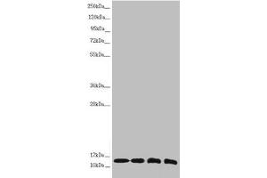 Western blot All lanes: NDUFS6 antibody at 1. (NDUFS6 anticorps  (AA 29-124))